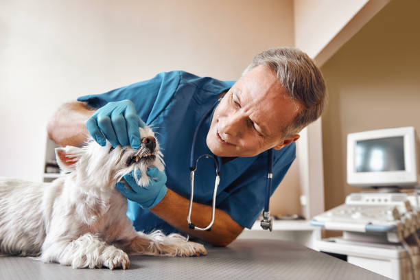 Best Emergency Dental Services for Seniors in Schlusser, PA